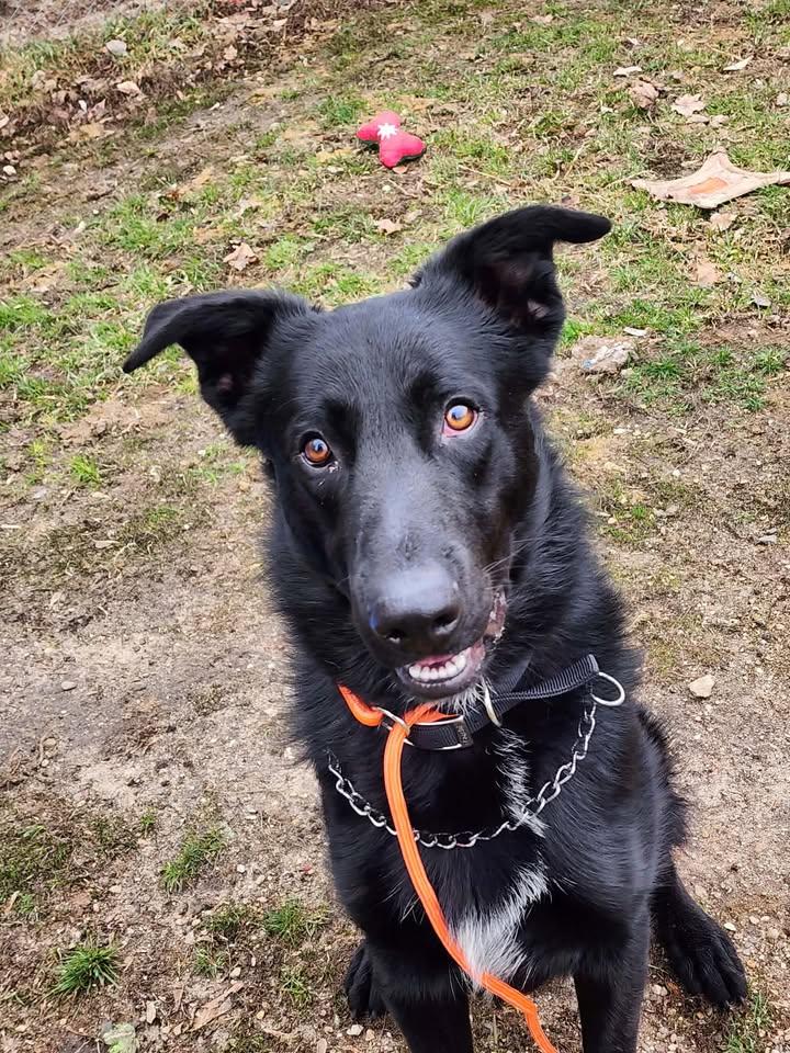 WOLF, ADOPTABLE, Adult Male German Shepherd Dog & Australian Cattle Dog / Blue Heeler.