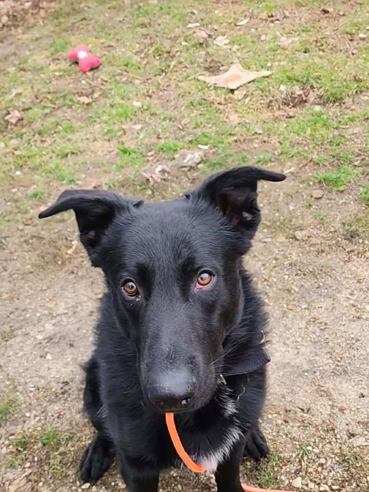 Enlarge WOLF, a ADOPTABLE mixed breed in Reed City, MI image 3/3