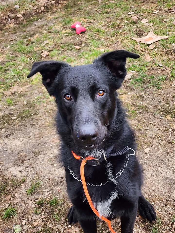 Enlarge WOLF, a ADOPTABLE mixed breed in Reed City, MI image 2/3