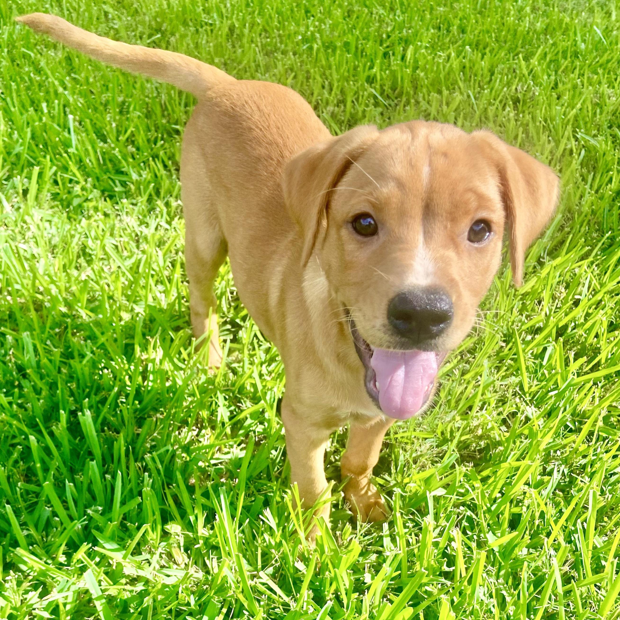 Roux