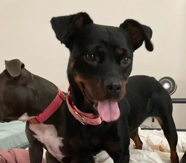 Enlarge Cherry, a Adoptable mixed breed in Polk, OH image 3/4