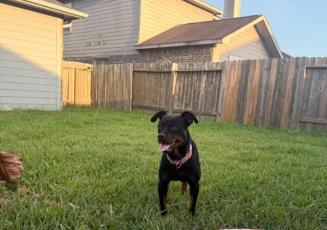 Enlarge Cherry, a Adoptable mixed breed in Polk, OH image 2/4