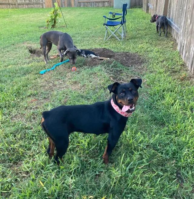 Cherry, Adoptable, Adult Female Rottweiler.