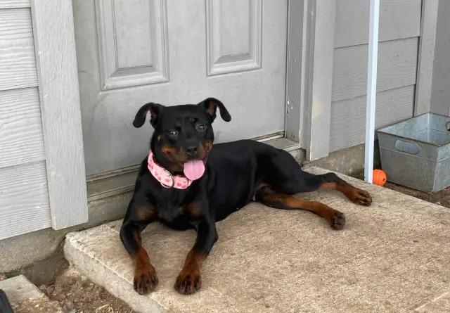 Enlarge Cherry, a Adoptable mixed breed in Polk, OH image 4/4