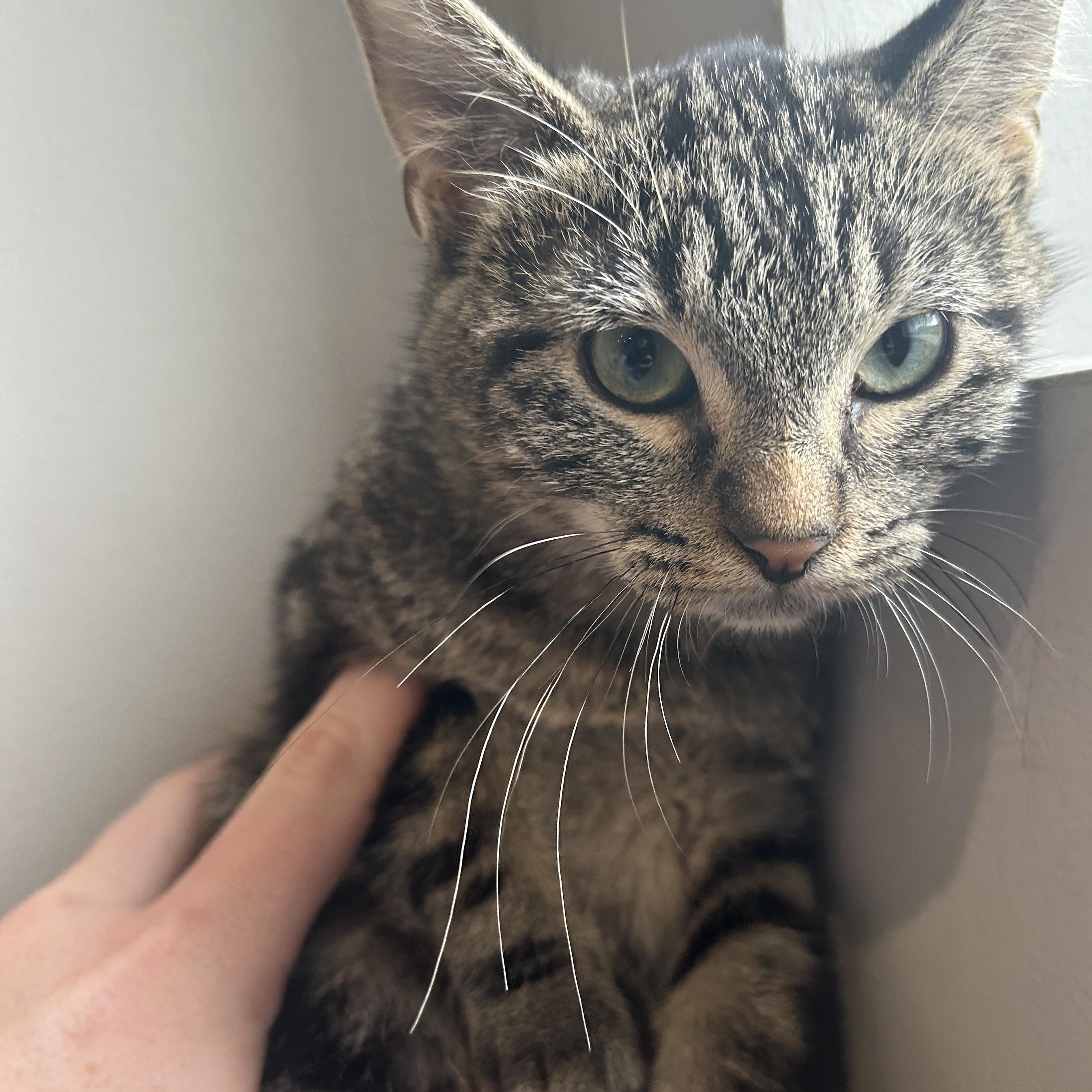 Enlarge Jones, a Adoptable mixed breed in Seward, NE image 3/3