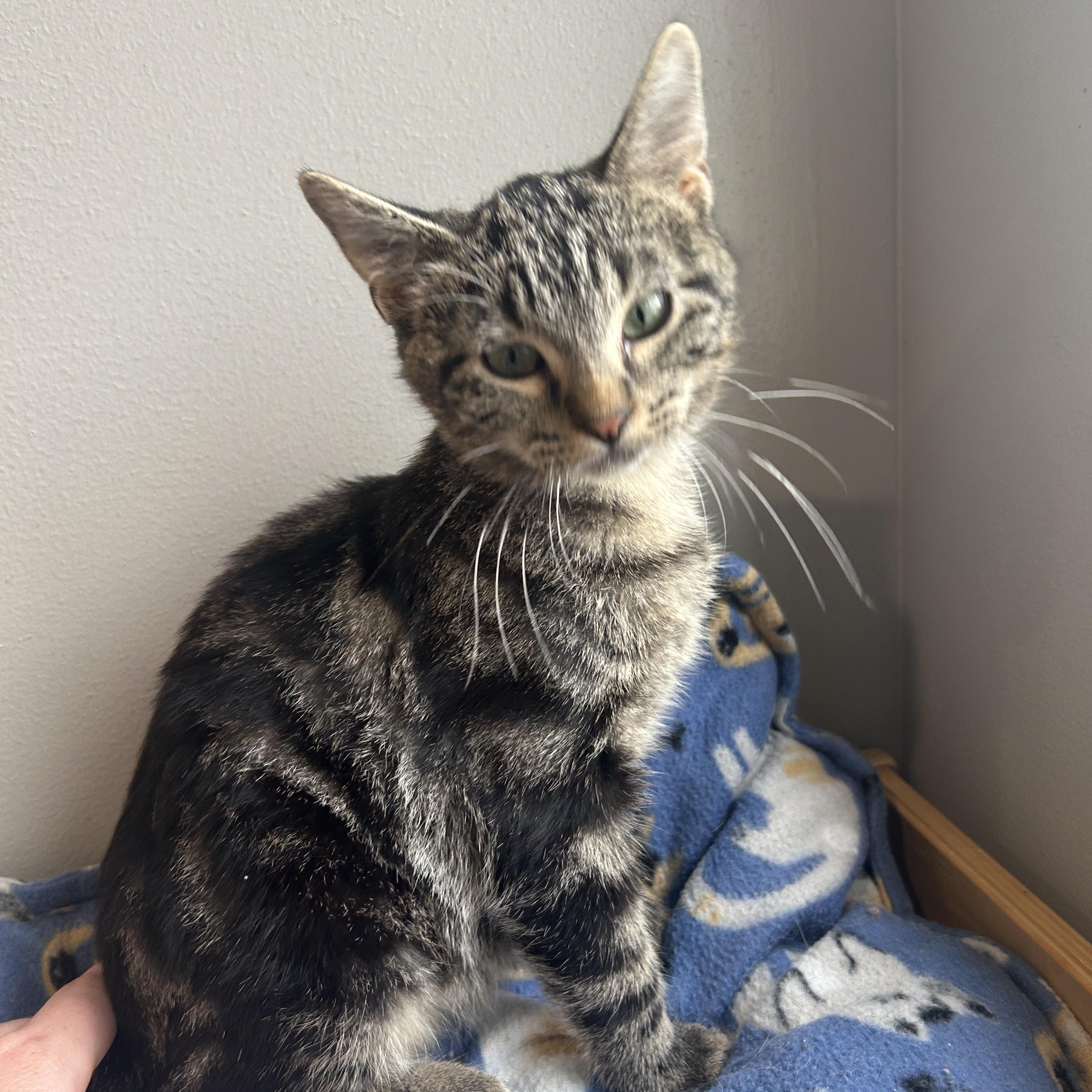 Jones, Adoptable, Kitten Male Domestic Short Hair.