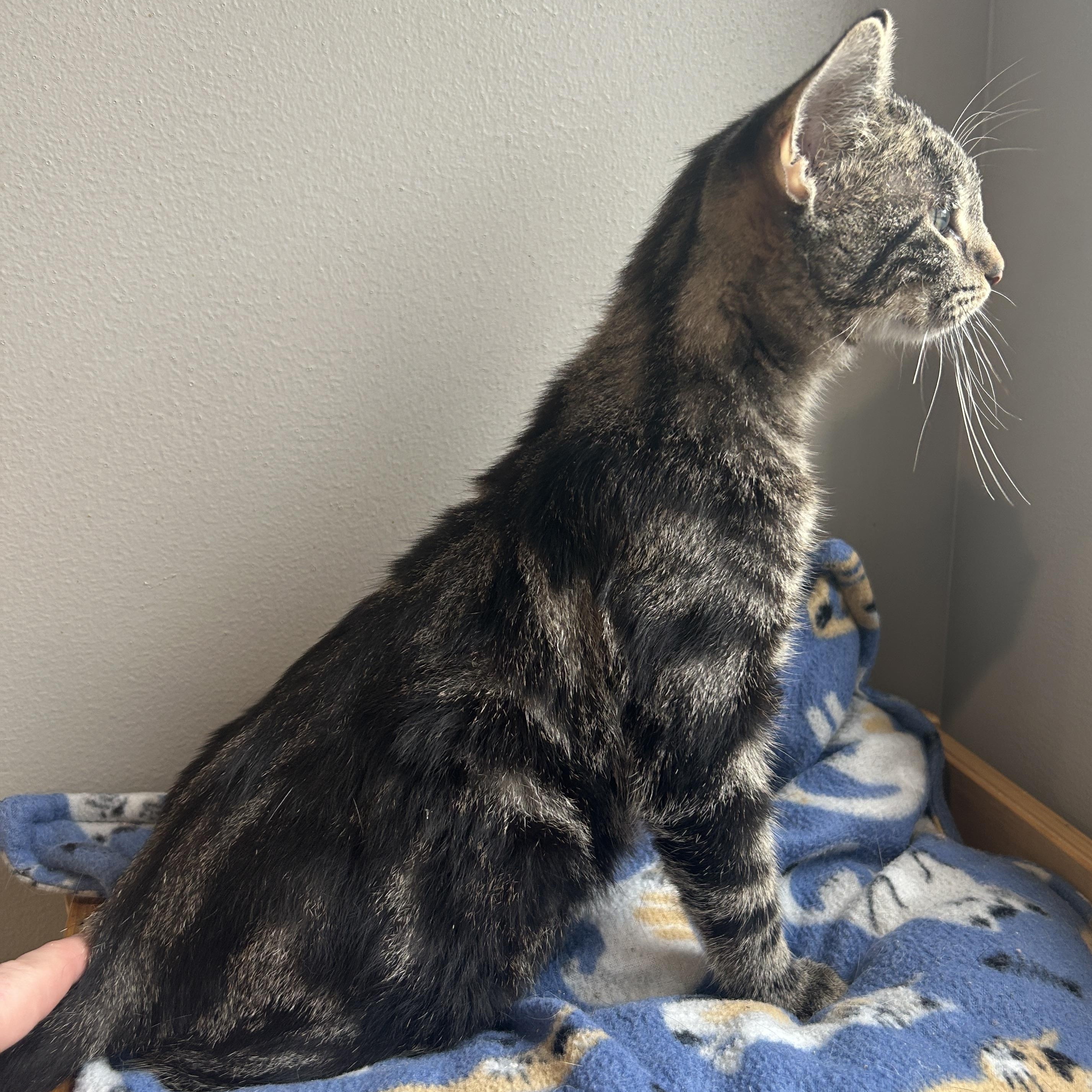 Enlarge Jones, a Adoptable mixed breed in Seward, NE image 2/3