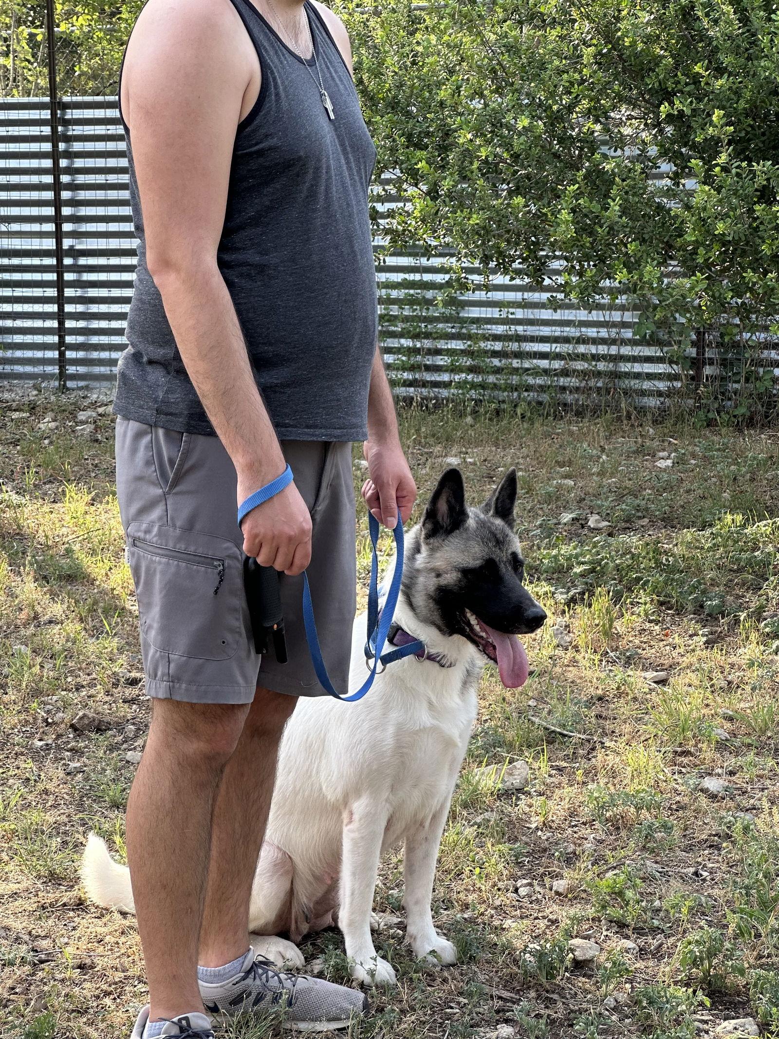 Enlarge Kira, a Adoptable Akita in Klondike, TX image 1/3