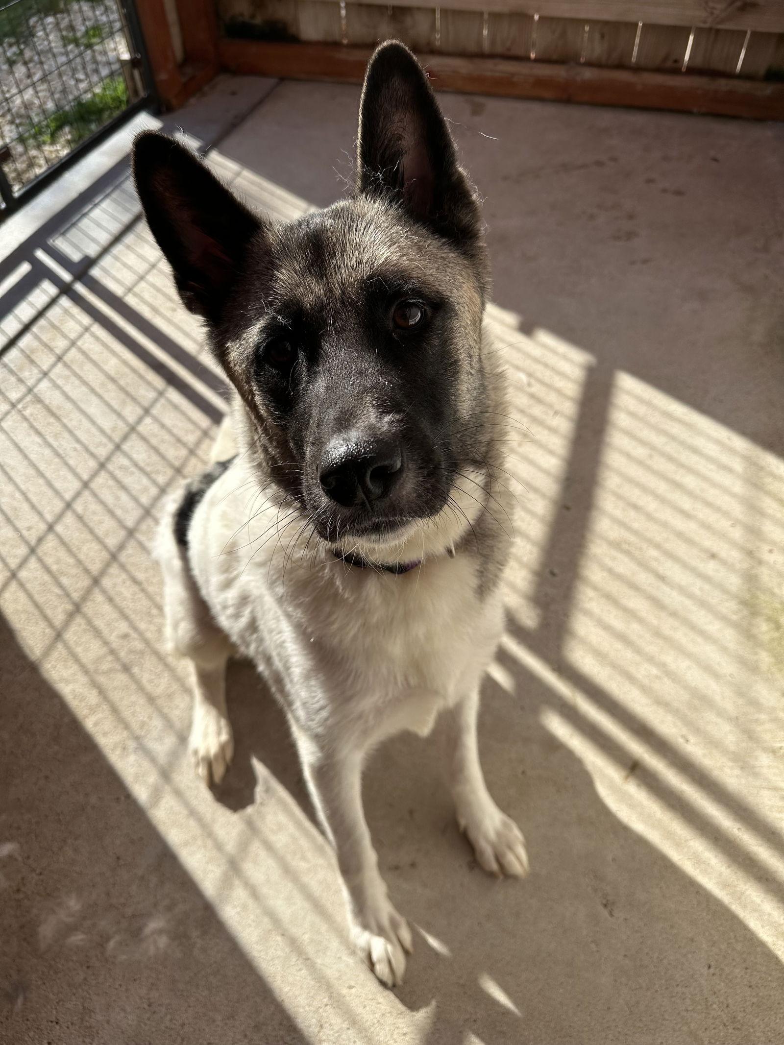 Enlarge Kira, a Adoptable Akita in Klondike, TX image 2/3