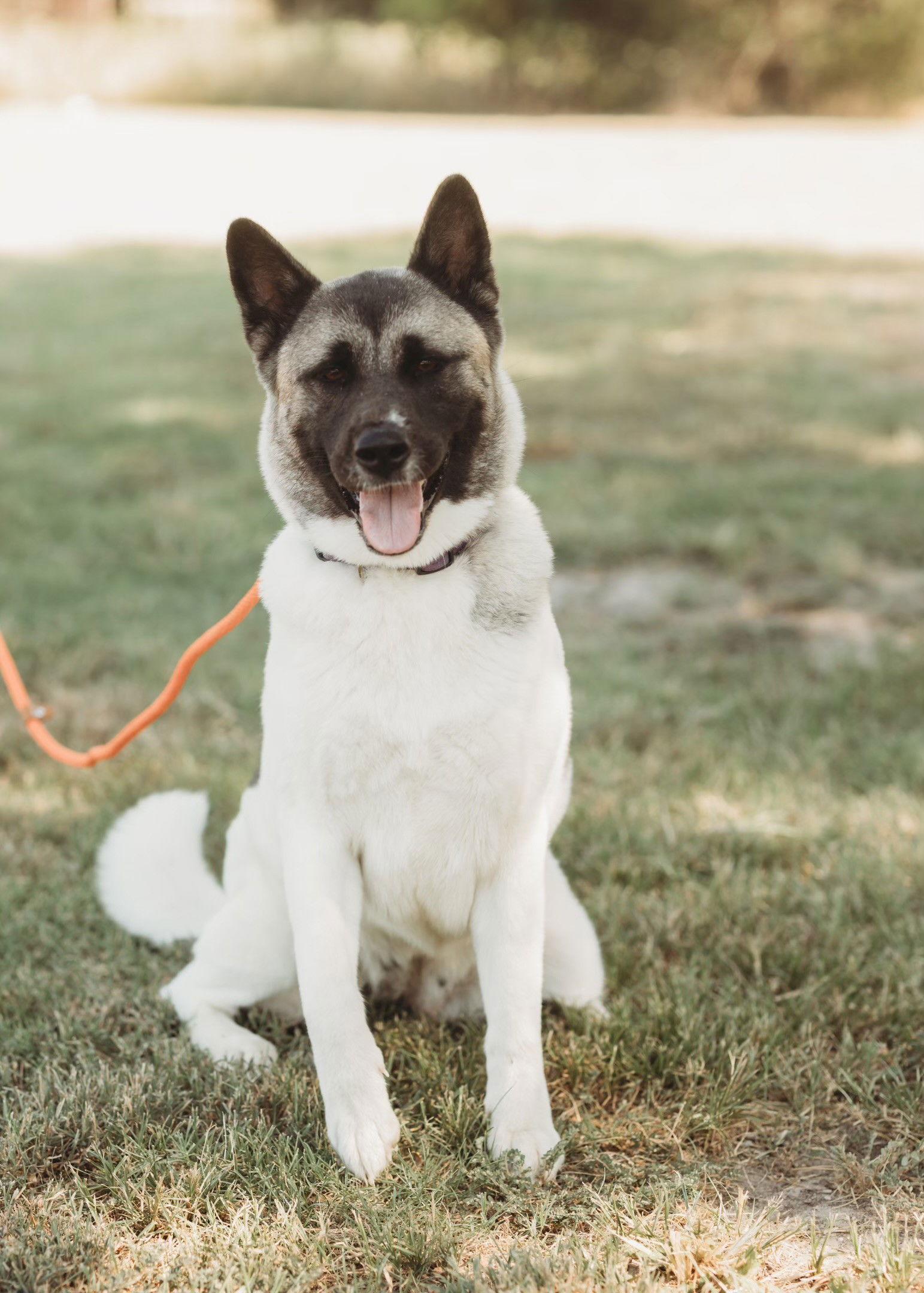 Enlarge Kira, a Adoptable Akita in Klondike, TX image 3/3