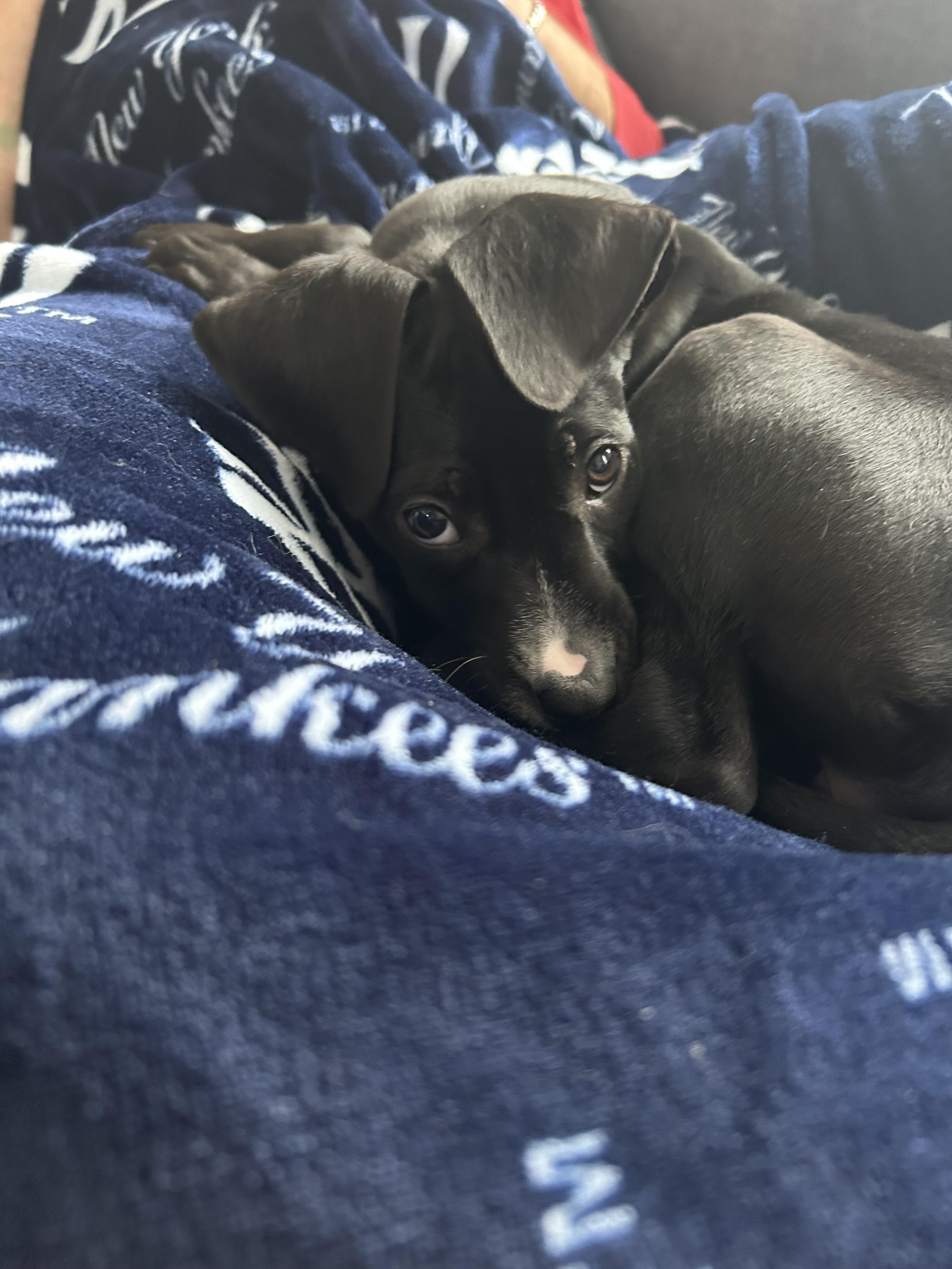 Betty , ADOPTABLE, Puppy Female Black Labrador Retriever.