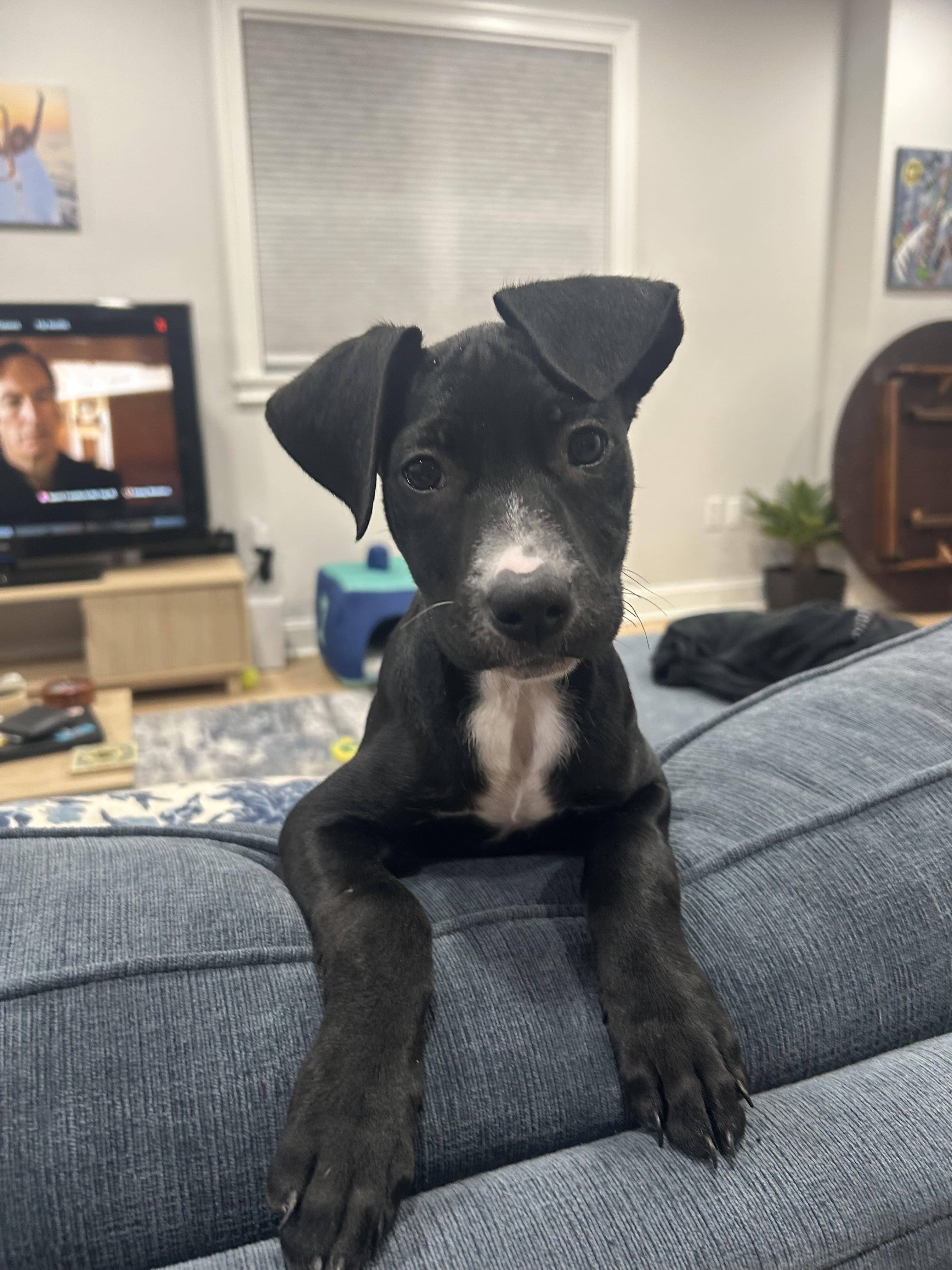 Betty , a ADOPTABLE mixed breed in South Amboy, NJ image 2/5