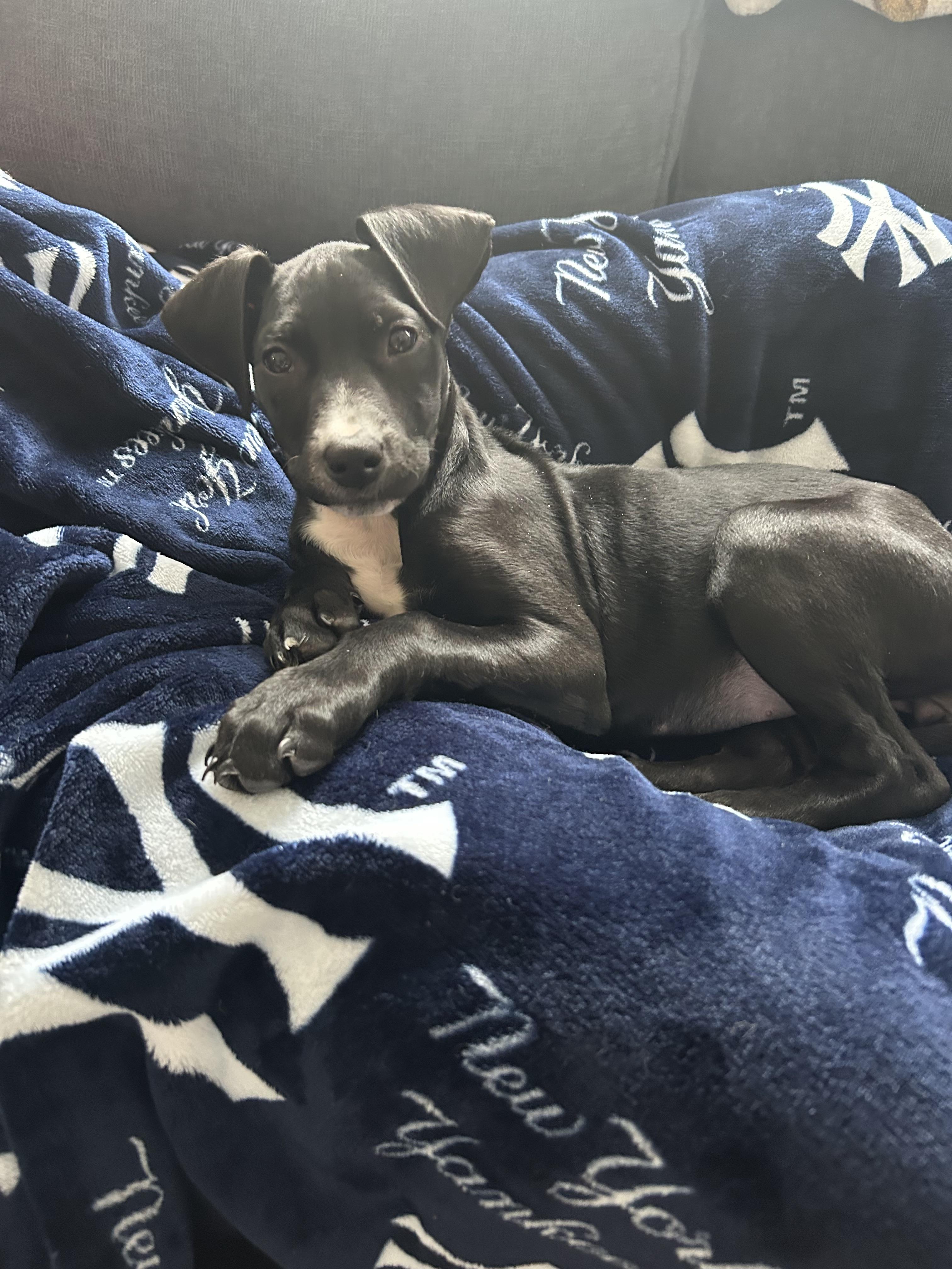 Betty , a ADOPTABLE mixed breed in South Amboy, NJ image 3/5