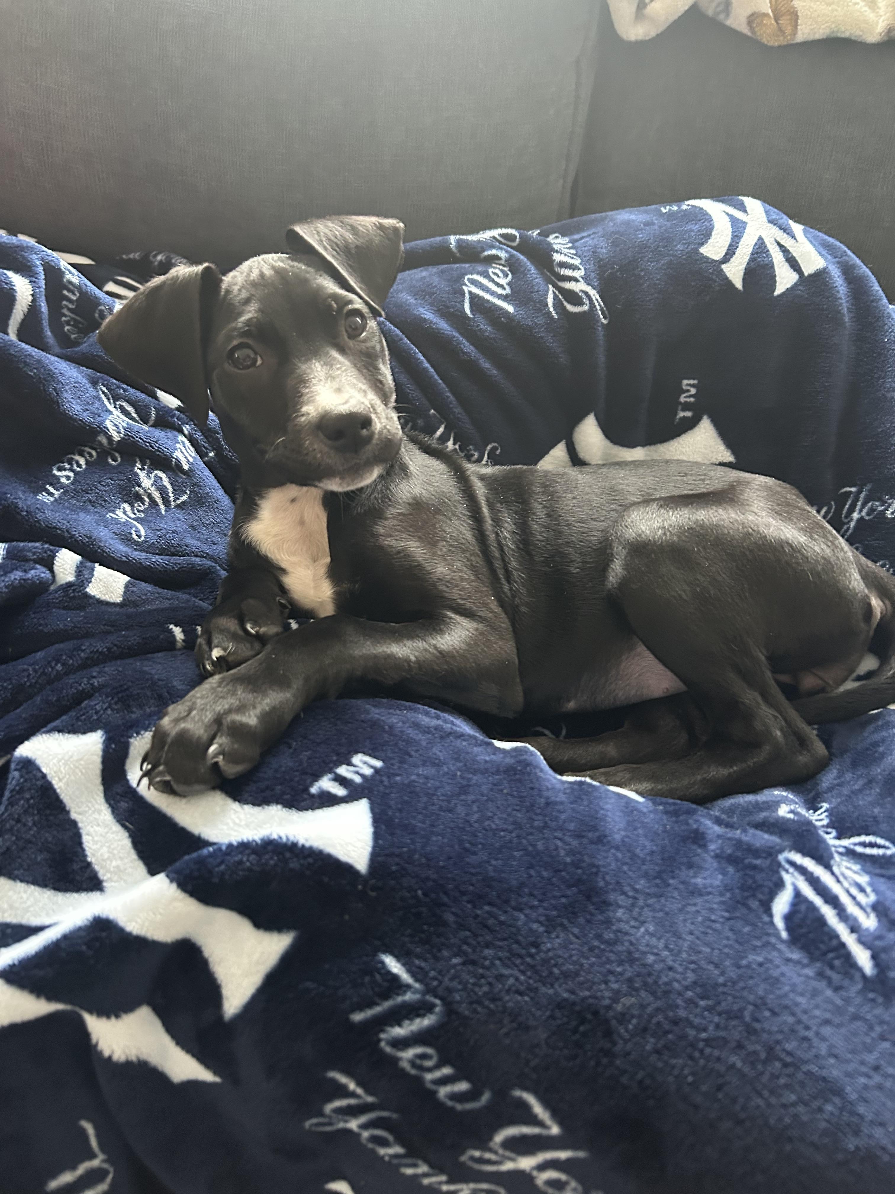 Betty , a ADOPTABLE mixed breed in South Amboy, NJ image 4/5