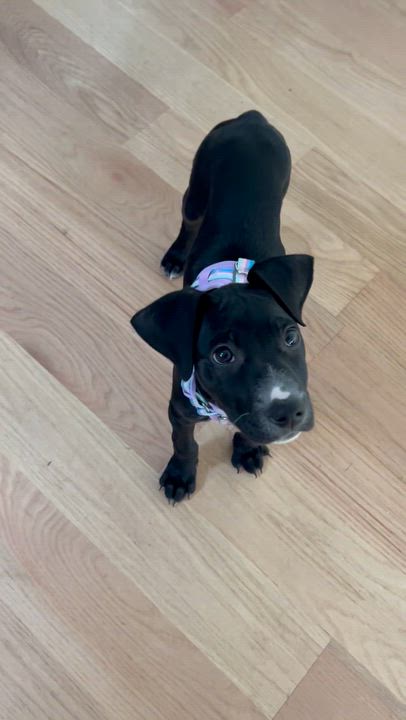 Enlarge Betty , a ADOPTABLE mixed breed in South Amboy, NJ video 5/5