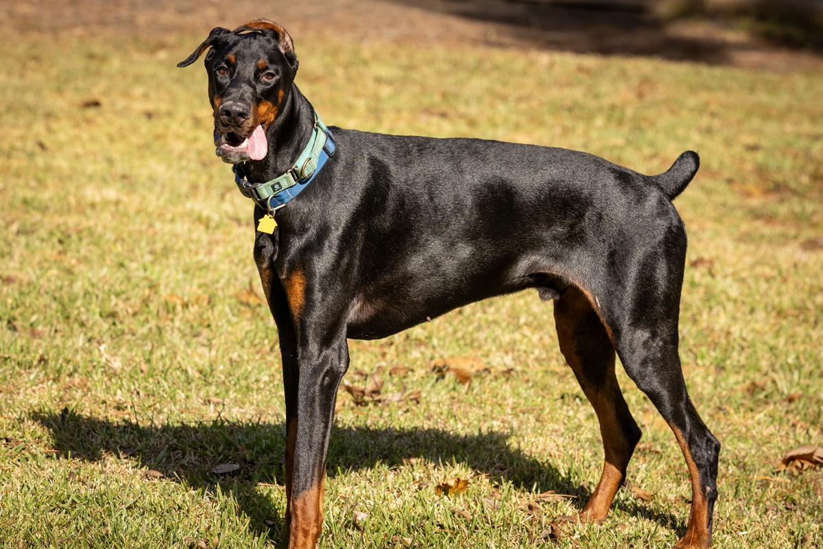 Enlarge Chandler Goose, a Adoptable Doberman Pinscher in Buffalo, NY image 5/6