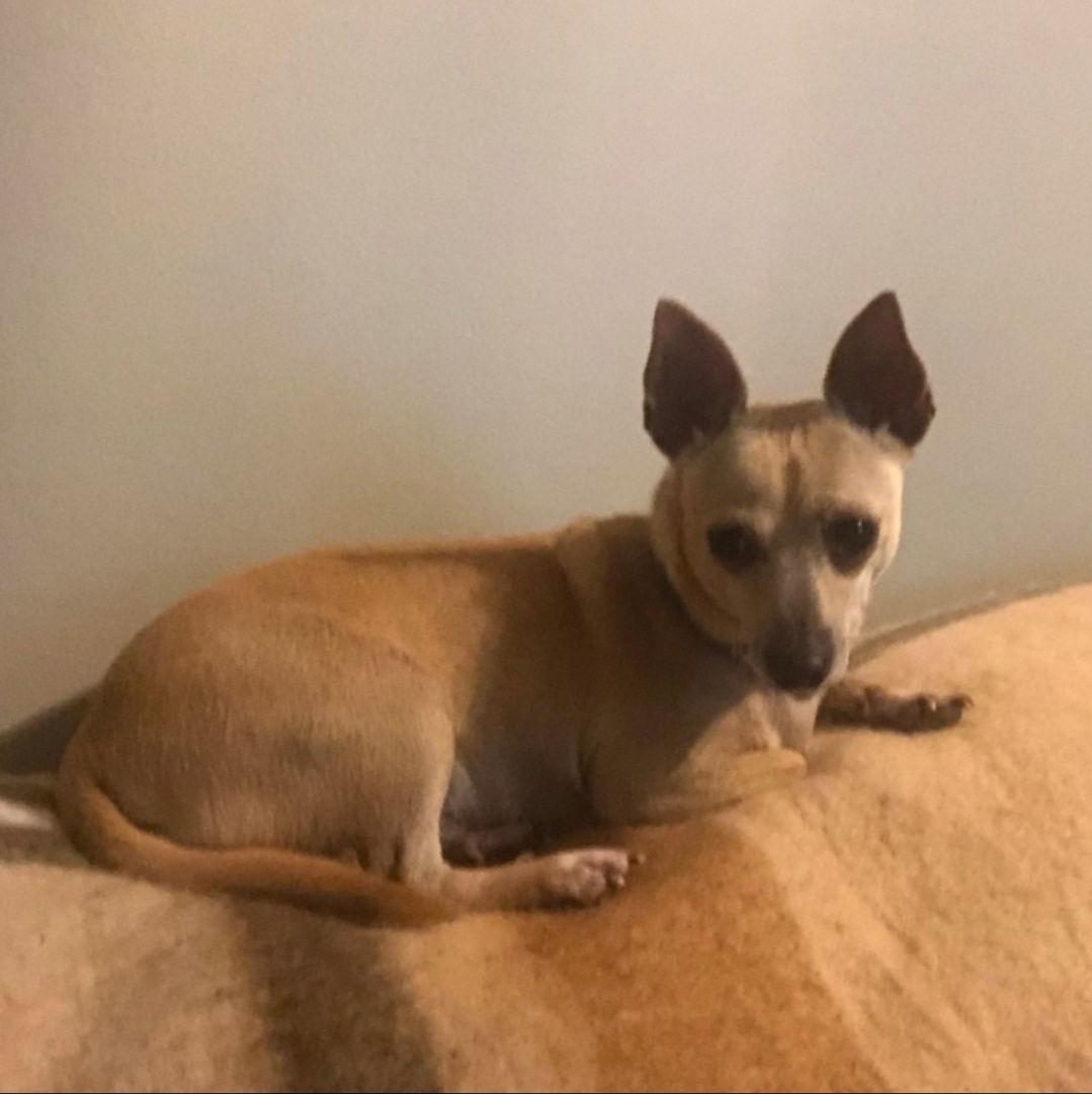 Enlarge Chico, a Adoptable Chihuahua in Morganville, NJ image 1/3