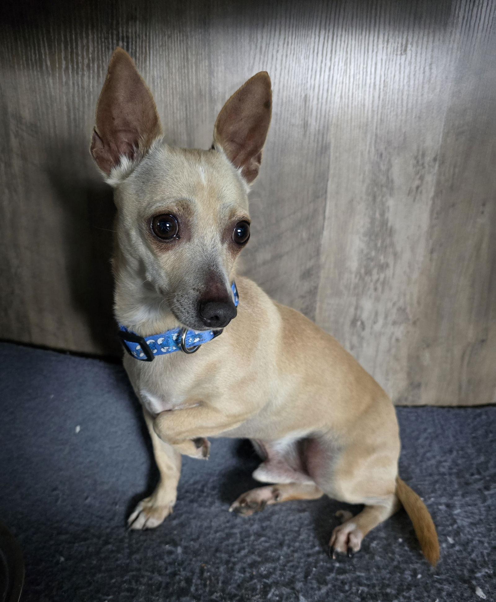 Enlarge Chico, a Adoptable Chihuahua in Morganville, NJ image 2/3