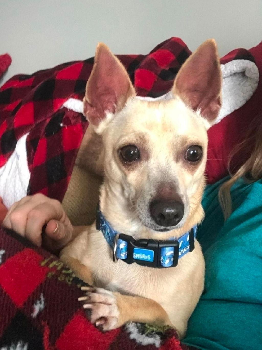 Enlarge Chico, a Adoptable Chihuahua in Morganville, NJ image 3/3