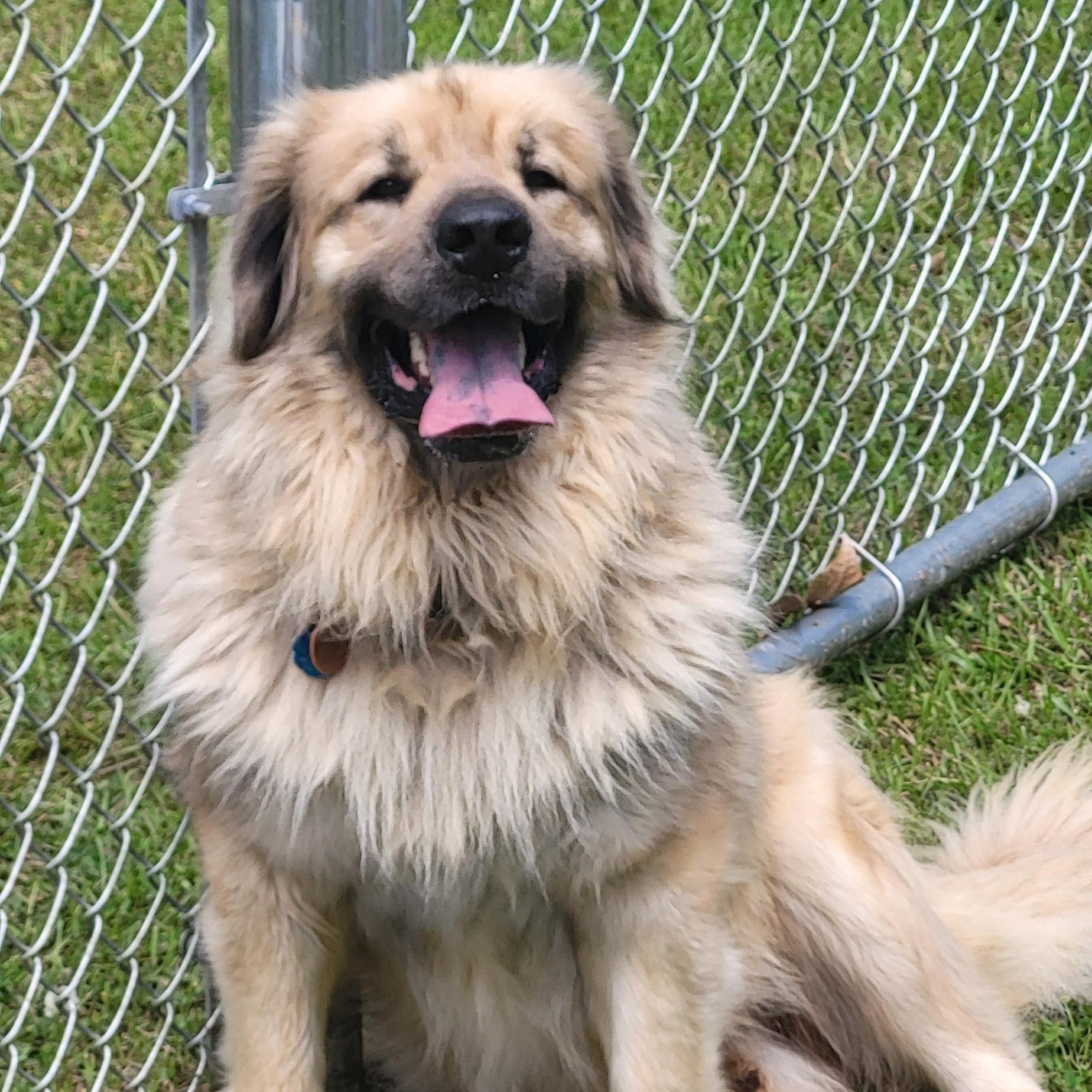 Enlarge Bear, an adopted mixed breed in Marion, MS image 1/1