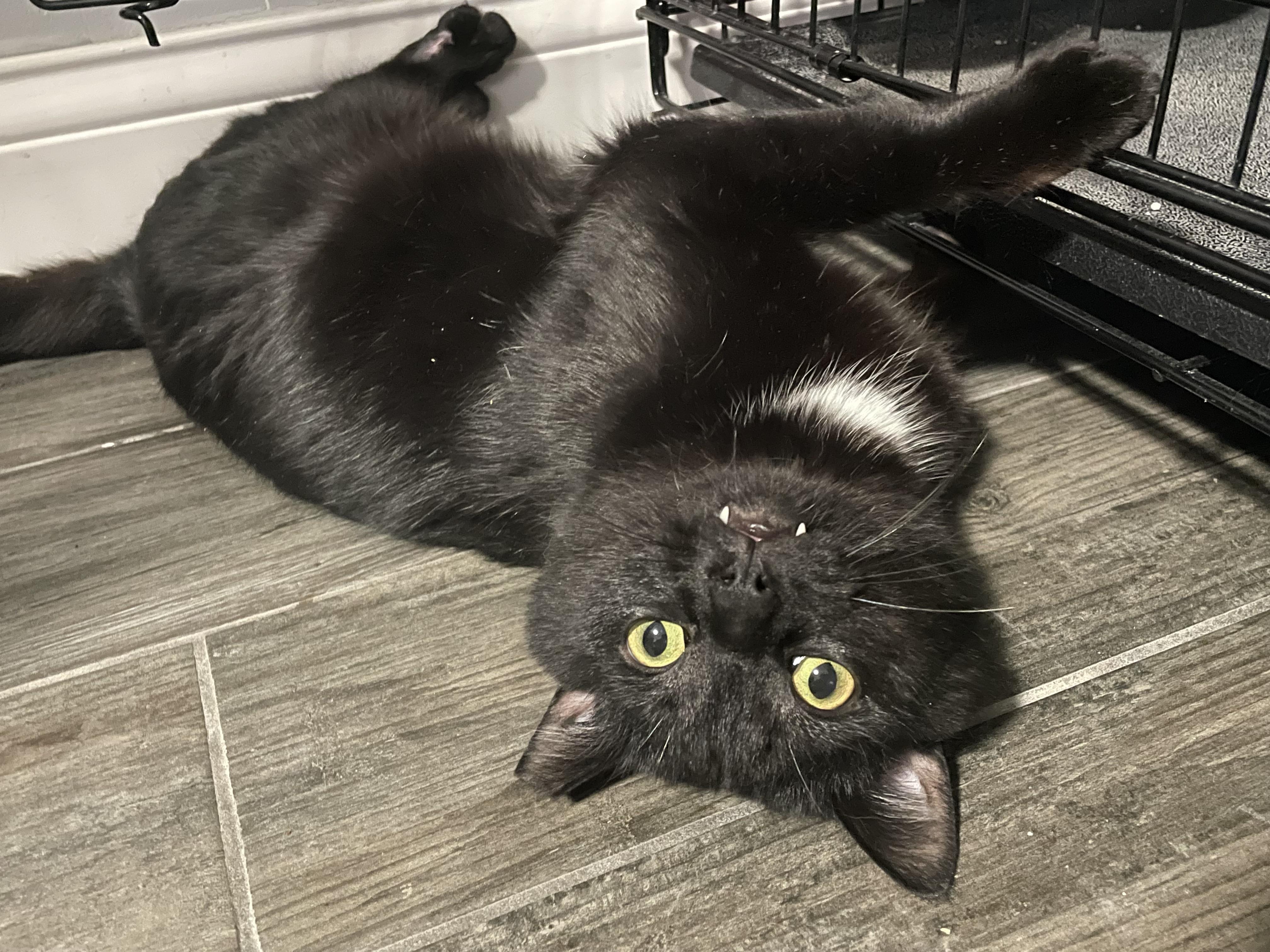 Zorro