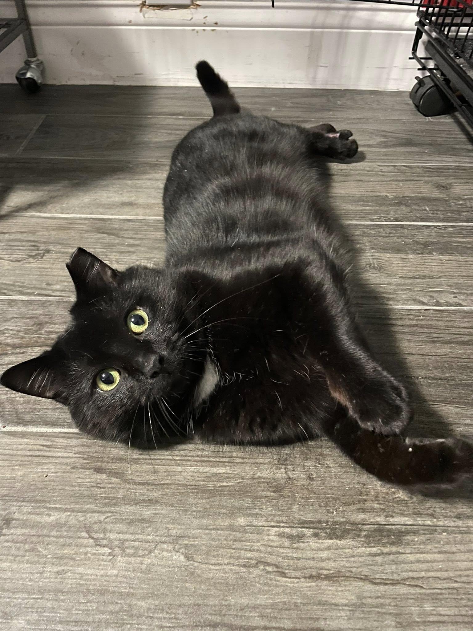 Zorro