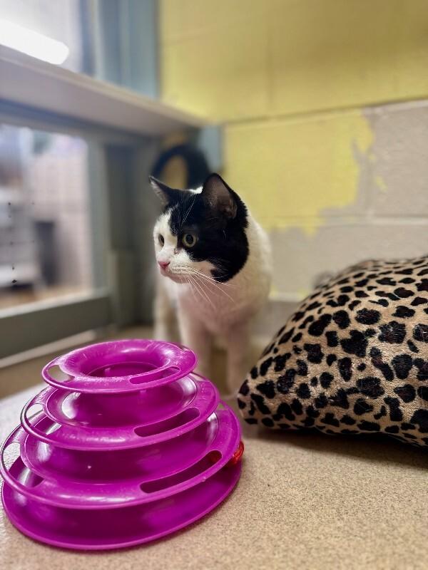 Enlarge Jack, a Adoptable Domestic Short Hair in Wooster, OH image 1/1