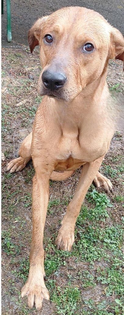 Jeffrey, Adoptable, Adult Male Labrador Retriever & Rhodesian Ridgeback.