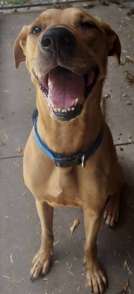 Jeffrey, a Adoptable mixed breed in Saint Clairsville, OH image 2/2