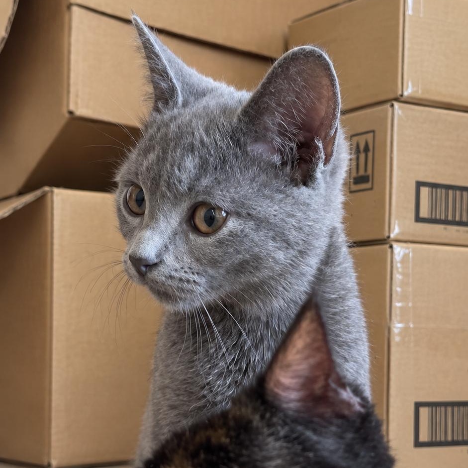 Enlarge Cinder, a Adoptable mixed breed in Detroit, MI image 2/6