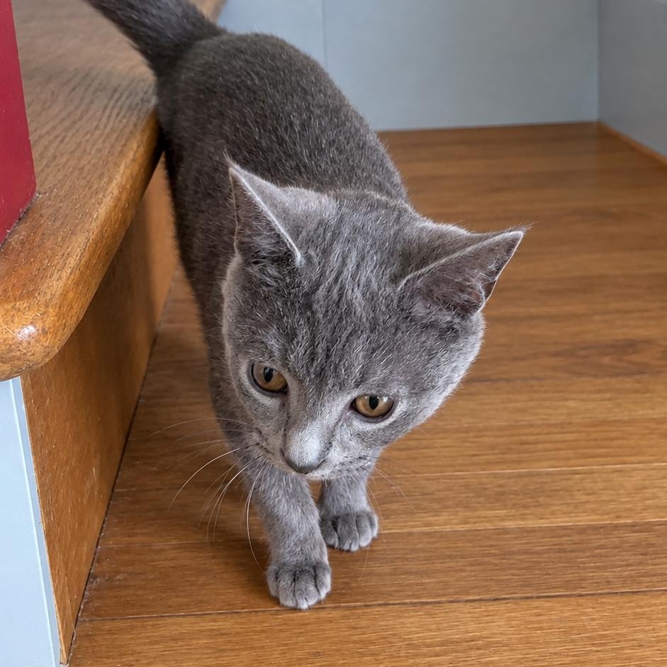Enlarge Cinder, a Adoptable mixed breed in Detroit, MI image 1/6