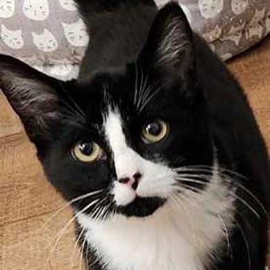 Enlarge Freckle, an adopted Tuxedo in Lancaster, VA image 1/1