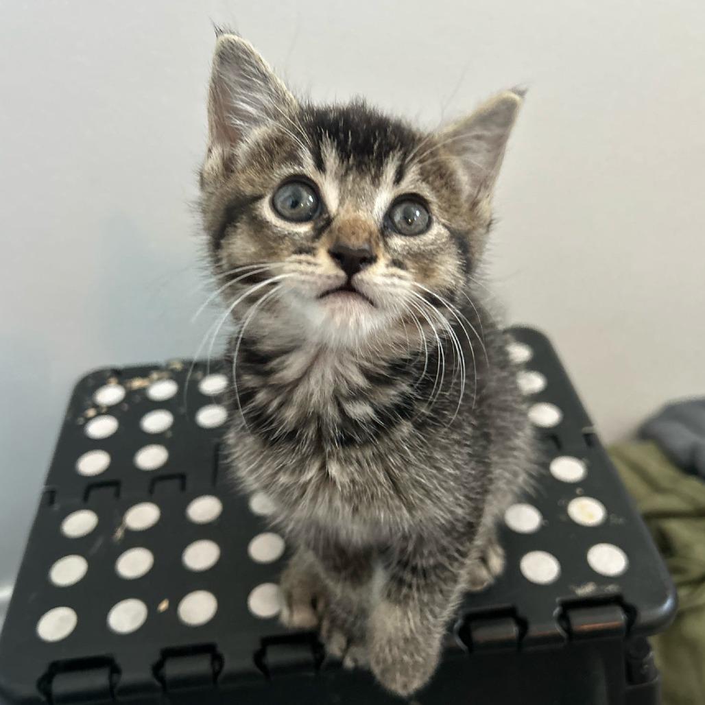 Enlarge Zoey, a Adoptable Domestic Short Hair in Long Beach, CA image 1/6