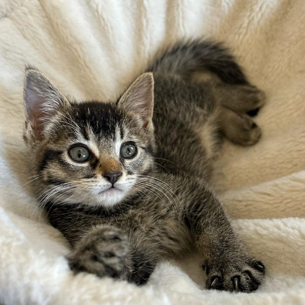 Enlarge Zoey, a Adoptable Domestic Short Hair in Long Beach, CA image 2/6