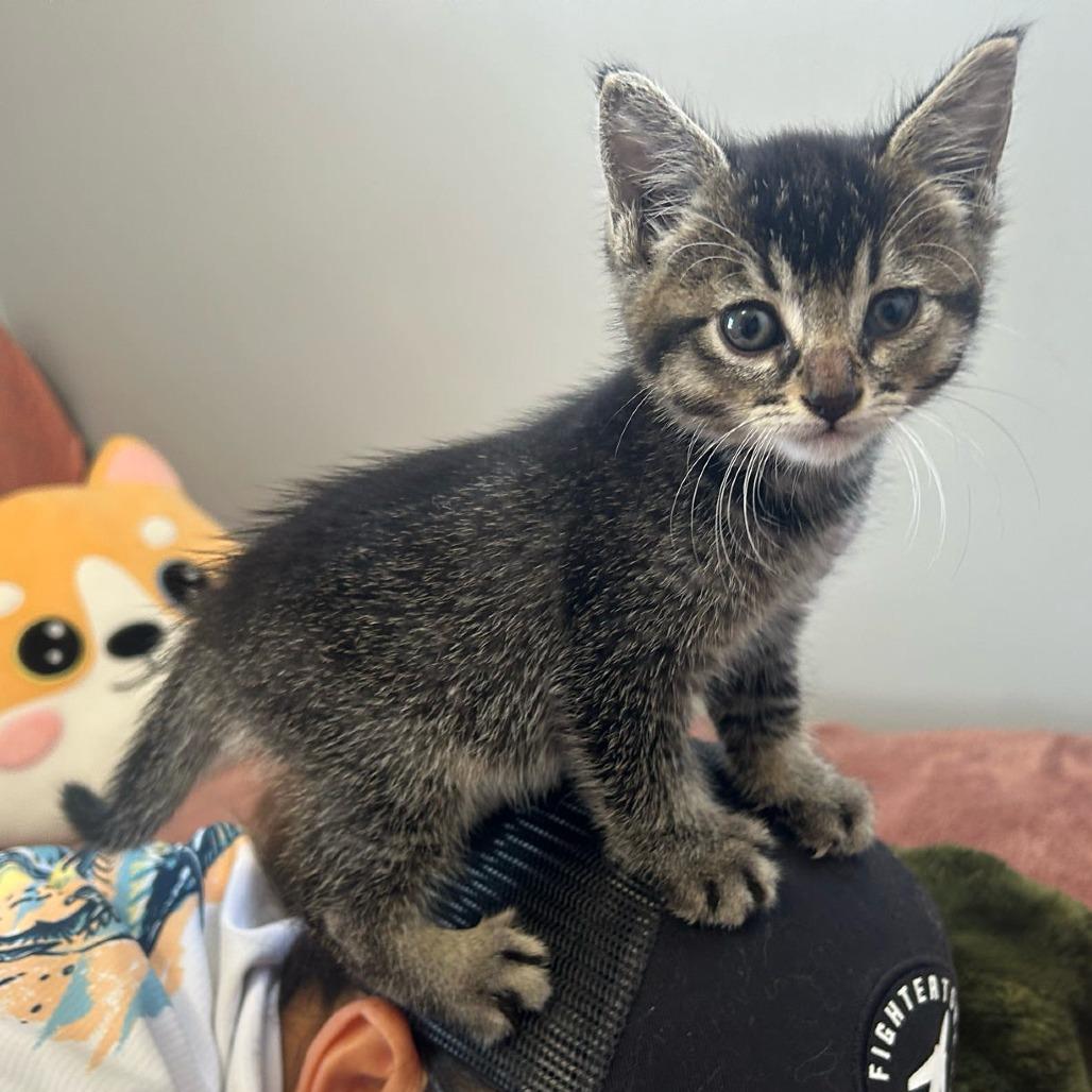 Enlarge Zoey, a Adoptable Domestic Short Hair in Long Beach, CA image 3/6