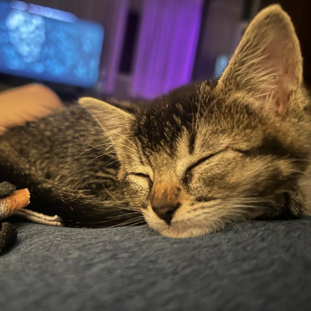 Enlarge Zoey, a Adoptable Domestic Short Hair in Long Beach, CA image 4/6