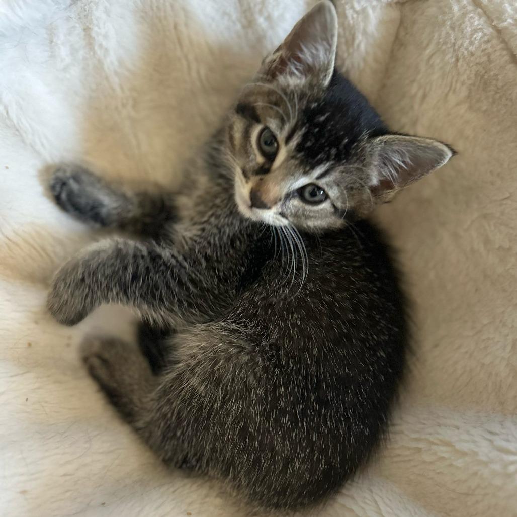 Enlarge Zoey, a Adoptable Domestic Short Hair in Long Beach, CA image 5/6