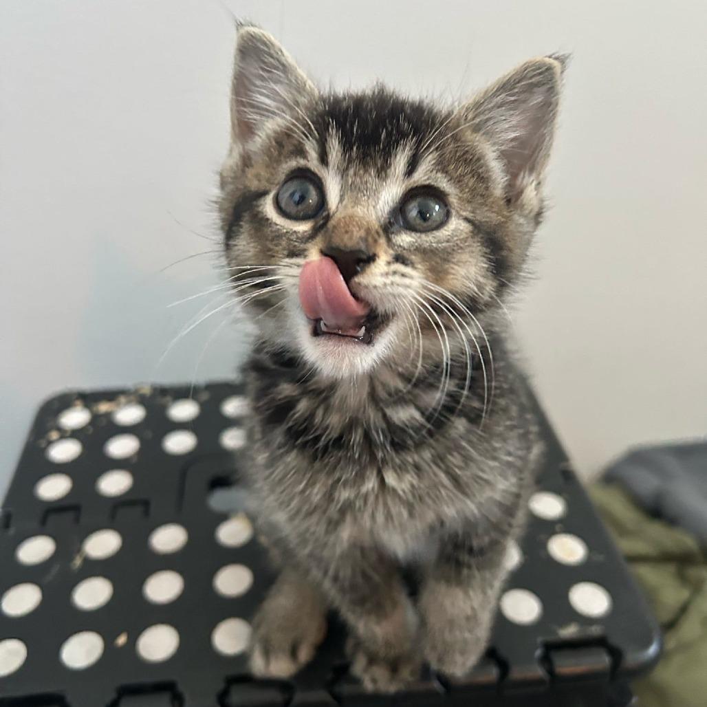 Enlarge Zoey, a Adoptable Domestic Short Hair in Long Beach, CA image 6/6