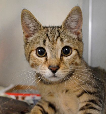 Thalia (tri-pod), Adoptable, Young Female Domestic Short Hair.