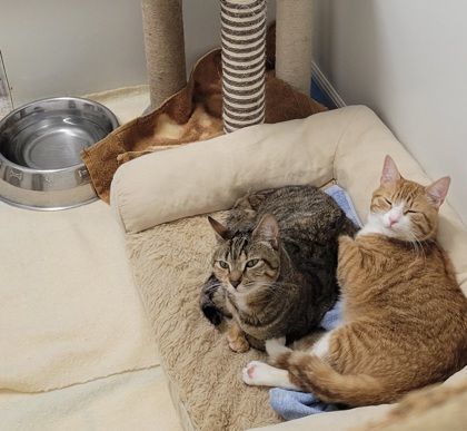 Thalia (tri-pod), Adoptable, Young Female Domestic Short Hair.