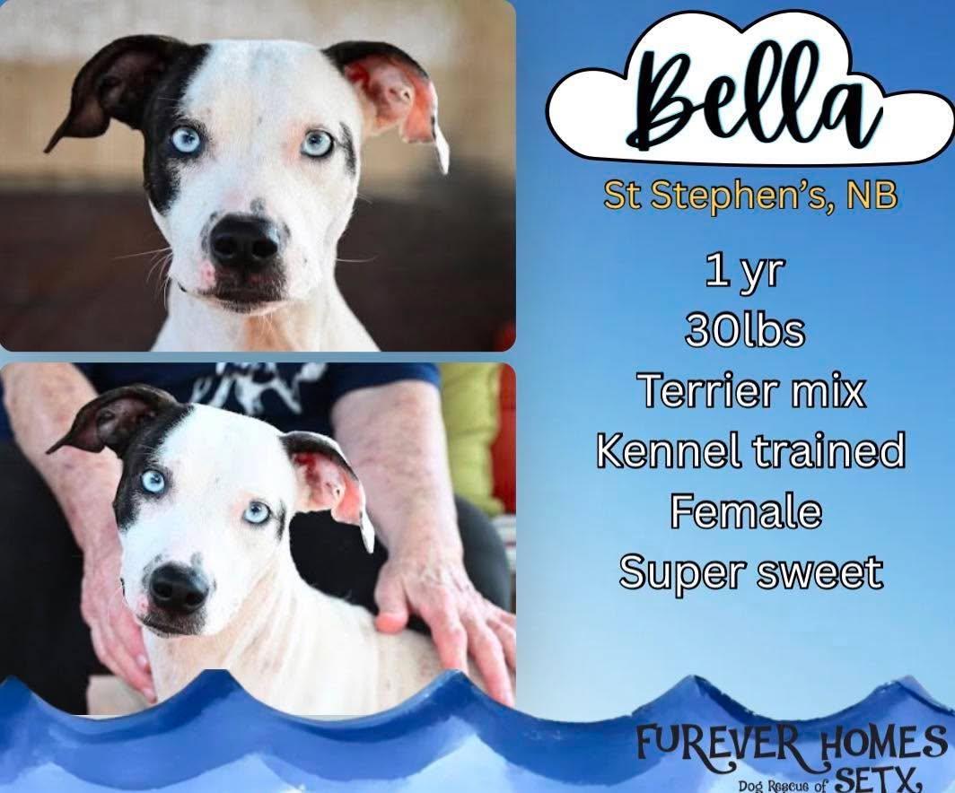 Bella, Adoptable, Young Female Terrier.