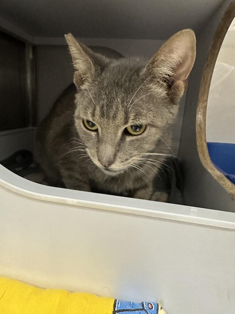 Horizon 2, Adoptable, Senior Female Domestic Short Hair.