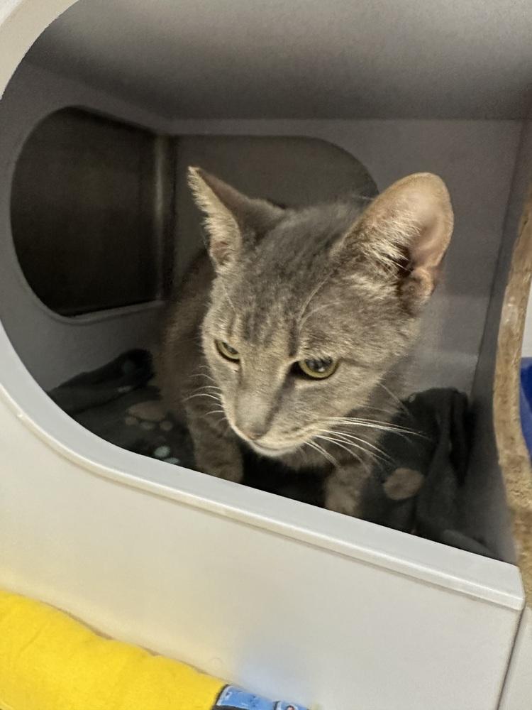 Enlarge Horizon 2, a Adoptable Domestic Short Hair in Orlando, FL image 2/6