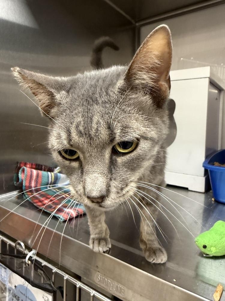 Enlarge Horizon 2, a Adoptable Domestic Short Hair in Orlando, FL image 3/6