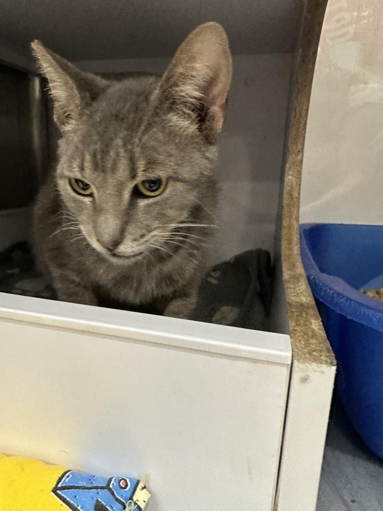 Enlarge Horizon 2, a Adoptable Domestic Short Hair in Orlando, FL image 3/6