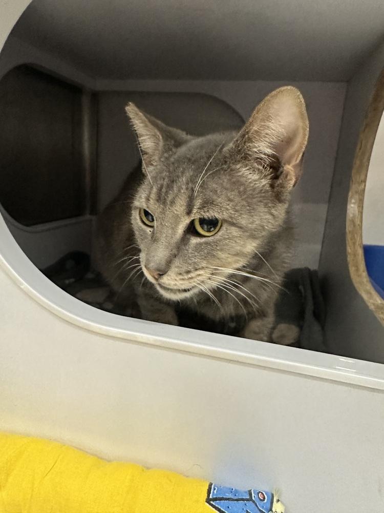 Enlarge Horizon 2, a Adoptable Domestic Short Hair in Orlando, FL image 5/6
