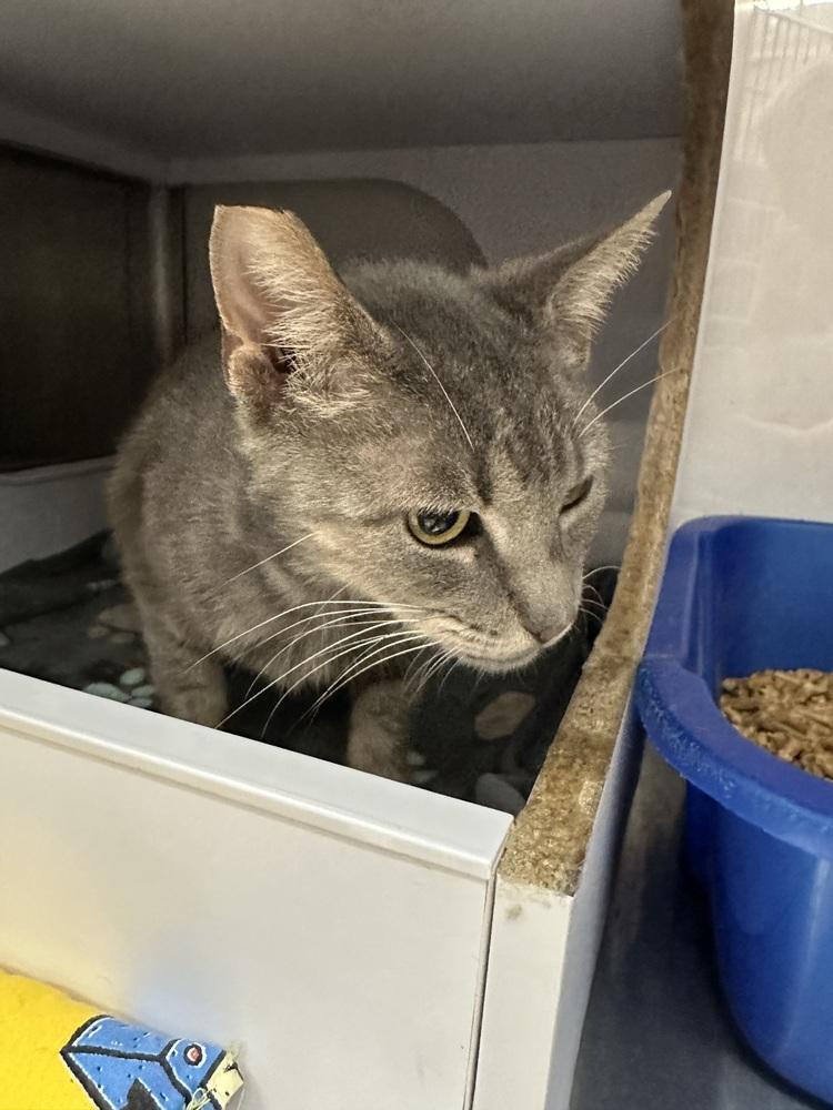 Enlarge Horizon 2, a Adoptable Domestic Short Hair in Orlando, FL image 4/6