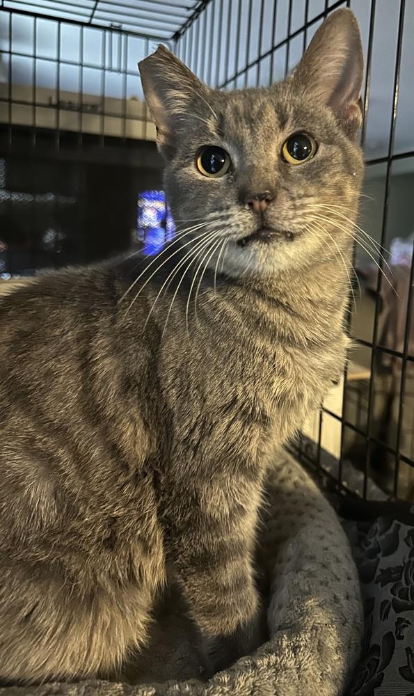 Enlarge Horizon 2, a Adoptable Domestic Short Hair in Orlando, FL image 5/6