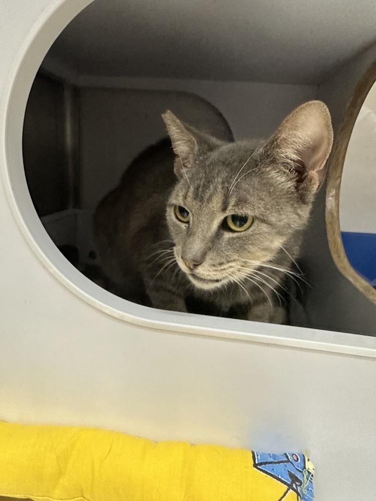 Enlarge Horizon 2, a Adoptable Domestic Short Hair in Orlando, FL image 6/6