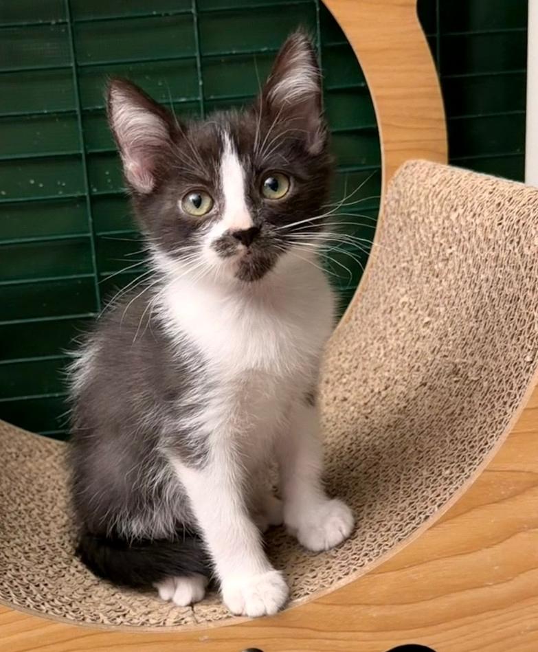 Brockley and Marlowe